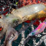 リニューアルした須磨海釣り公園　さっそく擦れてるイカを攻略ライブ