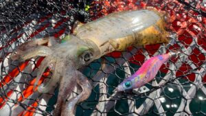 リニューアルした須磨海釣り公園 さっそく擦れてるイカを攻略ライブ