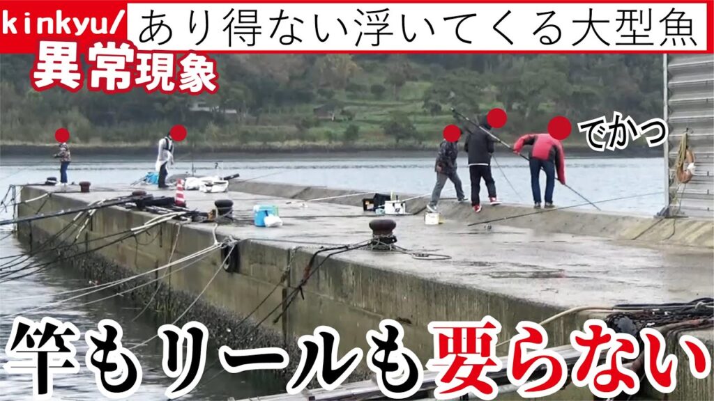 竿も仕掛けも要らない春先の堤防は無数の大型魚が掬いたい放題【異常現象】