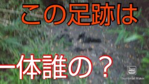 【バス釣り】【竹沼】早朝デカバス狙うも、夕方結局ボウズ逃れに走る男