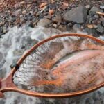 支笏湖釣行　綺麗なニジマスでした。＃シコバカ＃シコバカの釣りチャンネル＃支笏湖釣り＃支笏湖ルアー