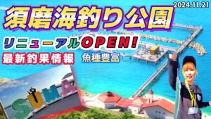 【須磨海釣り公園】ジャンボサヨリなどいろんな魚種が釣れてます！グルメやフォトスポットなども目白押し！