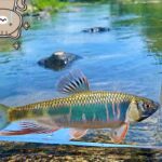 【特別枠】邪道？このルアーで川魚がおもしろいほど釣れる！【オイカワハス】