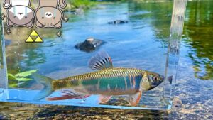 【特別枠】邪道？このルアーで川魚がおもしろいほど釣れる！【オイカワハス】