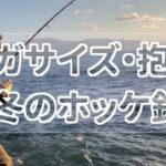 日本海初冬のホッケ釣り