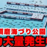 兵庫県神戸市最強の釣りポイント・須磨海づり公園でアオリイカが大量発生中。驚愕の釣果、無限に釣れる入れ食い状態。初心者でも超簡単に釣れる秘密を解説。（釣り方がわかれば誰でも簡単に入れ食いします。。