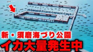 兵庫県神戸市最強の釣りポイント・須磨海づり公園でアオリイカが大量発生中。驚愕の釣果、無限に釣れる入れ食い状態。初心者でも超簡単に釣れる秘密を解説。（釣り方がわかれば誰でも簡単に入れ食いします。。