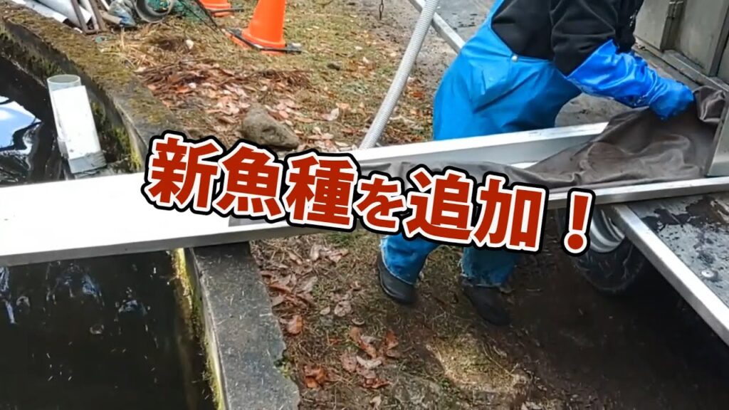 新魚種が追加されます！【あいづフィッシングエリア・エリアトラウト・管理釣り場】
