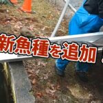 新魚種が追加されます！【あいづフィッシングエリア・エリアトラウト・管理釣り場】