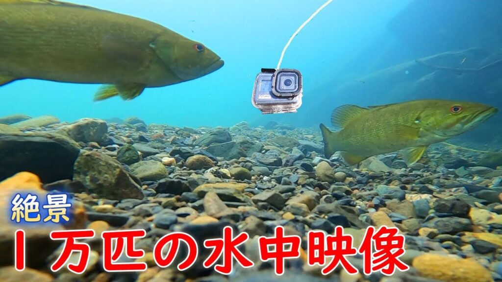 【関東バス釣り　名栗湖】３匹釣れた!!ダムの下流を水中カメラで調査する