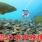【関東バス釣り　名栗湖】３匹釣れた!!ダムの下流を水中カメラで調査する