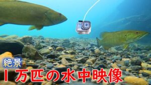 【関東バス釣り　名栗湖】３匹釣れた!!ダムの下流を水中カメラで調査する
