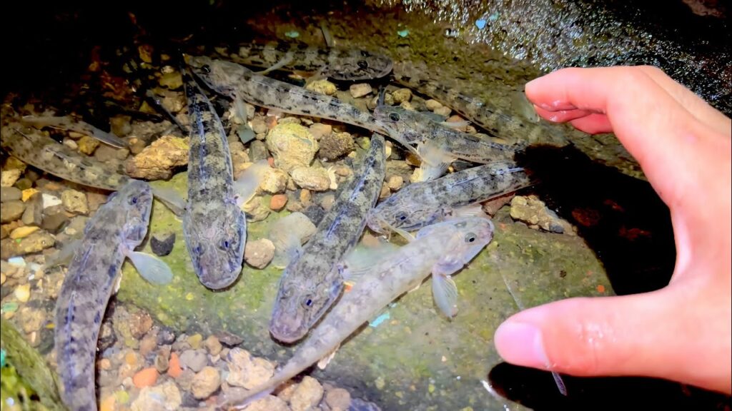 夜の川を照らすと魚が大量発生していた