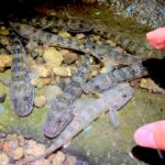 夜の川を照らすと魚が大量発生していた