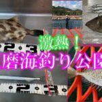 激熱！須磨海釣り公園！ドデカイウマヅラハゲ、サヨリ、アオリイカ、青物