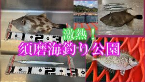 激熱!須磨海釣り公園!ドデカイウマヅラハゲ、サヨリ、アオリイカ、青物