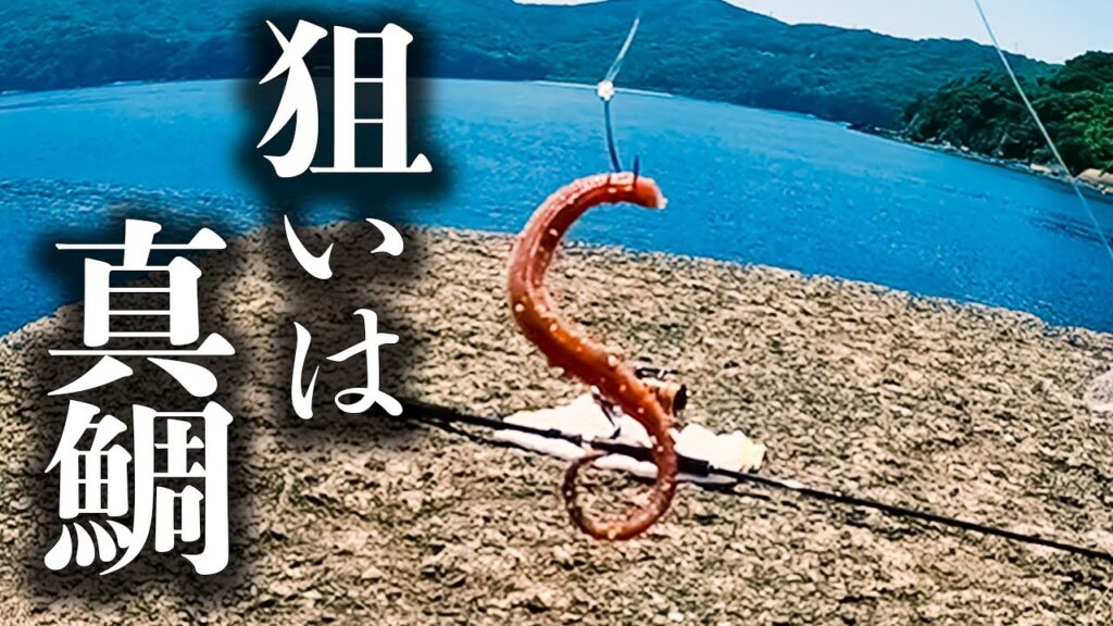 堤防でぶっこみ釣りをしたら美味しい高級魚が色々釣れる【 餌釣り 】