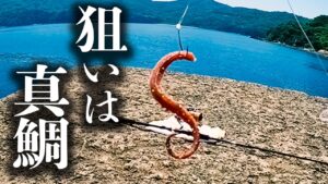 堤防でぶっこみ釣りをしたら美味しい高級魚が色々釣れる【 餌釣り 】