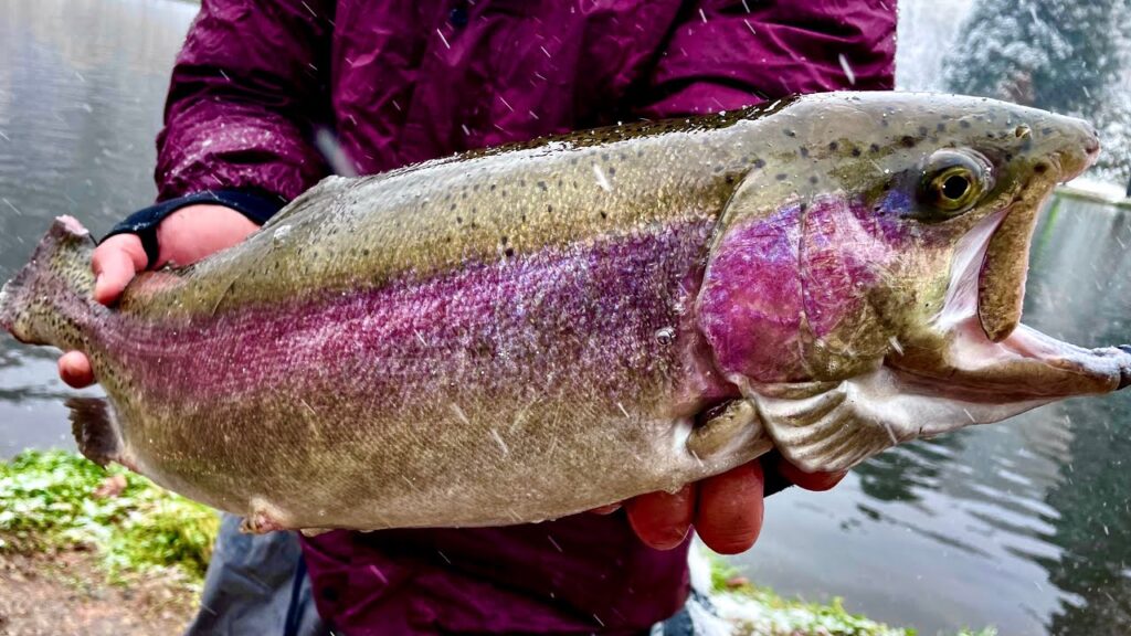 大雪の中、日本屈指の大物パラダイスに挑戦した結果…【エリアトラウト】【管理釣り場】【フォレストパークひらかわ】