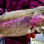 大雪の中、日本屈指の大物パラダイスに挑戦した結果…【エリアトラウト】【管理釣り場】【フォレストパークひらかわ】