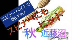 【秋のバス釣り】【近藤沼】巻き物第3弾!スピナーベイトに良型が食ってきた