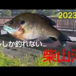 パン鯉あきらめギル釣り！でも大きいギル釣れた！ 【白岡市 柴山沼】