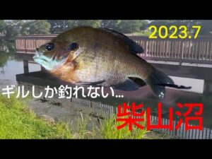 パン鯉あきらめギル釣り！でも大きいギル釣れた！ 【白岡市 柴山沼】