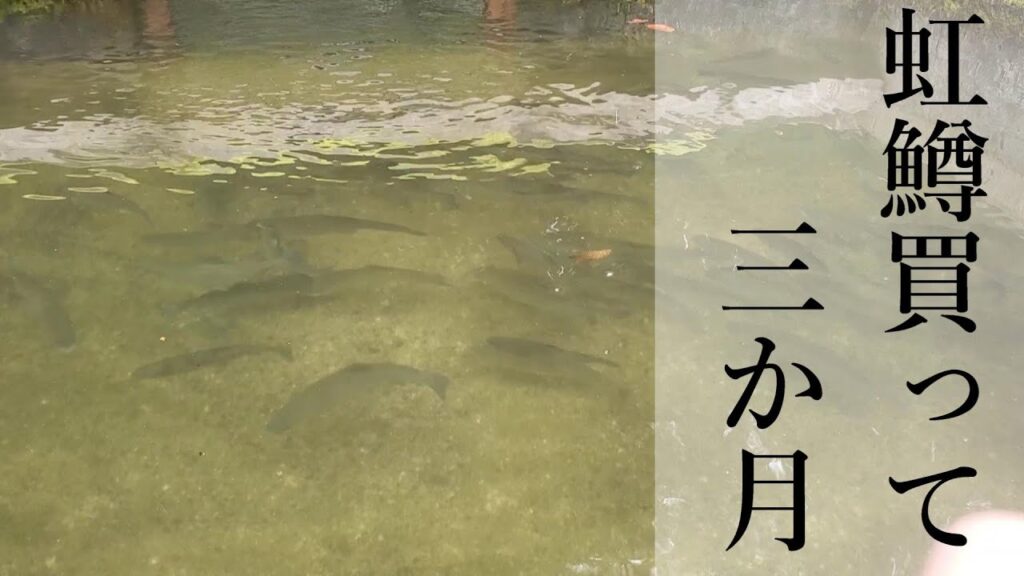 魚の成長を感じるストック清掃【管理釣り場】【エリアトラウト】