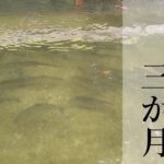 魚の成長を感じるストック清掃【管理釣り場】【エリアトラウト】