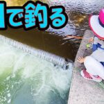 夏休みは近くの川でこんな釣り。