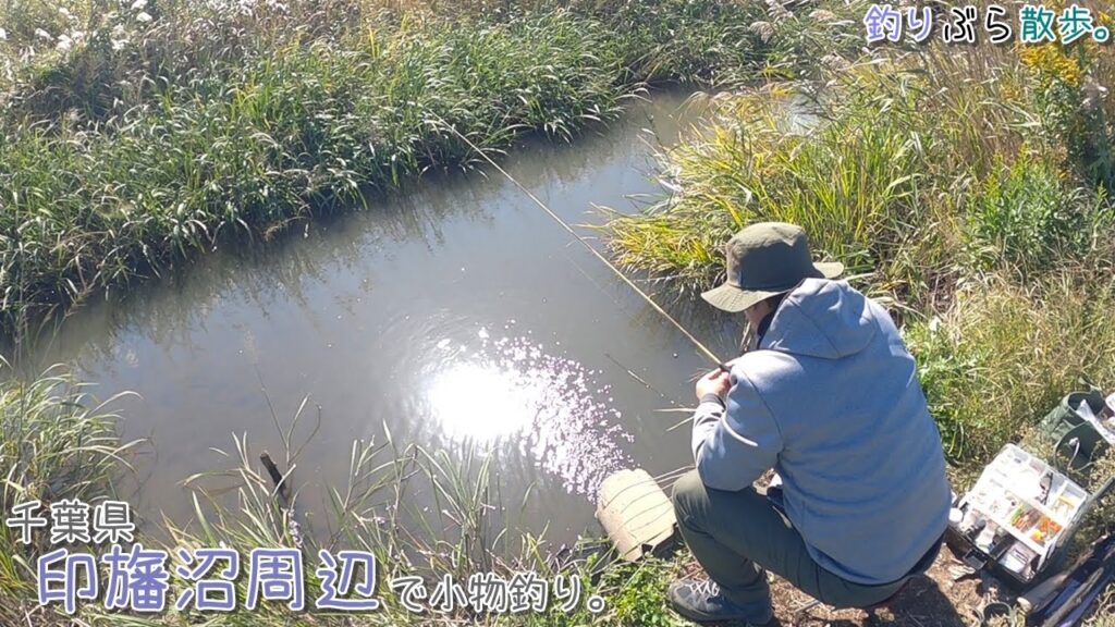 秋は水路の釣りが楽しい！ 千葉県 印旛沼周辺で小物釣り。