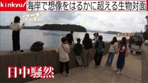 海を眺めていたら突如想像を超える大きさの生物が揚がりあまりの衝撃に日中は騒然となった