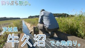 【小物釣り】茨城県 牛久沼付近の用水路で小物釣り。【淡水】