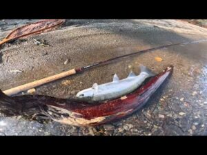 支笏湖 フィッシング フライとルアーで攻めた秋の陣