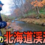【不思議】小さな川でもでかい魚が居るらしい‼︎