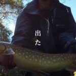 【渓流釣り】こんな所にデカいやつが…このルアー釣れるみたいです