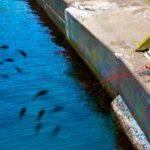 誰も釣りしない漁港で想定外の化け物が釣れてしまった…