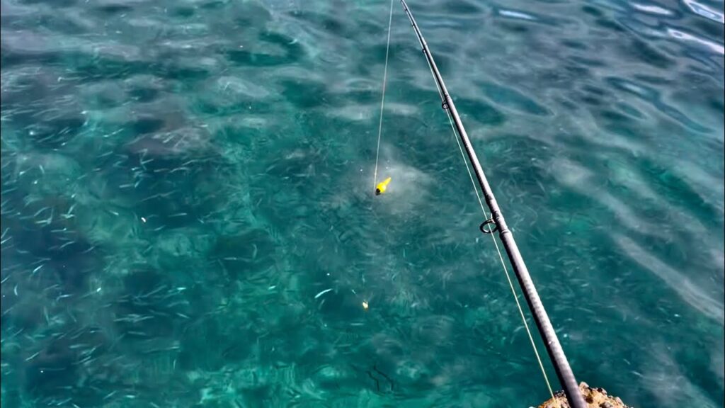 一面魚であふれた海にサビキ仕掛けを落とすと...