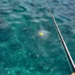 一面魚であふれた海にサビキ仕掛けを落とすと...