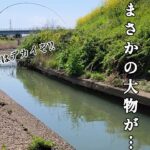 春の水路でウキ釣りしたら予想外の大物が…