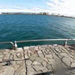 南浜名湖の釣り　アジ　マダイ釣れています