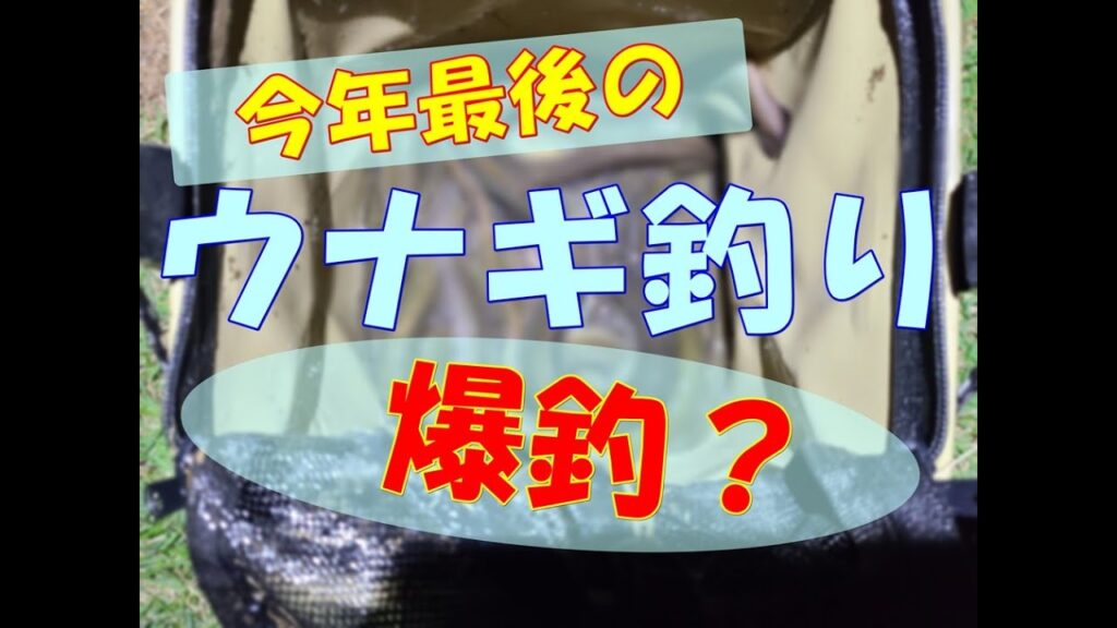 今年最後のウナギ釣り　雨あがりの激濁りの川でウナギは釣れる？釣れない？