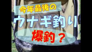 今年最後のウナギ釣り 雨あがりの激濁りの川でウナギは釣れる?釣れない?
