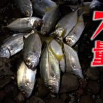 浜名湖で旬のあいつを釣りに行ったら大変すぎた