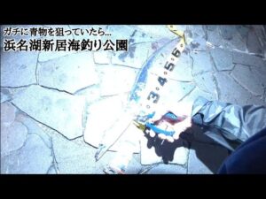 連戦早朝朝マヅメ青物狙い【浜名湖釣り】🎣今週の結果は…🐟