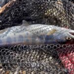 渓流で釣れたアマゴをホイル焼きで頂く【渓流解禁】