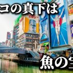 道頓堀川で魚がめちゃくちゃ釣れた