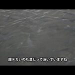 大量放流しました！【あいづフィッシングエリア・エリアトラウト・管理釣り場】