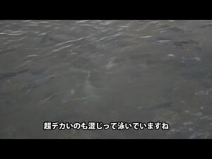 大量放流しました！【あいづフィッシングエリア・エリアトラウト・管理釣り場】