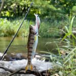 ルアーで渓流釣りしてその場で調理